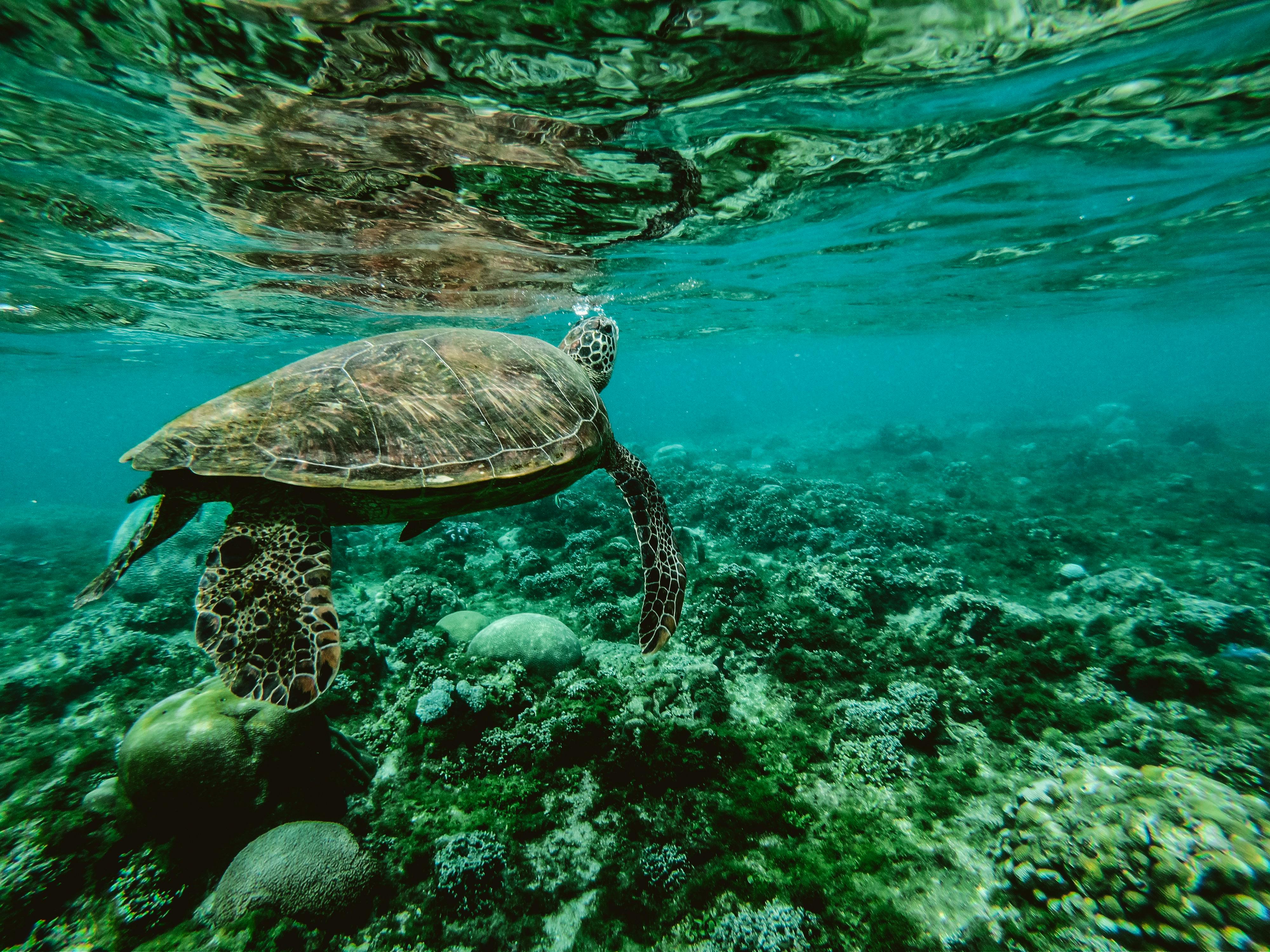 Sea Turtle Snorkeling Mirissa / Sri Lanka