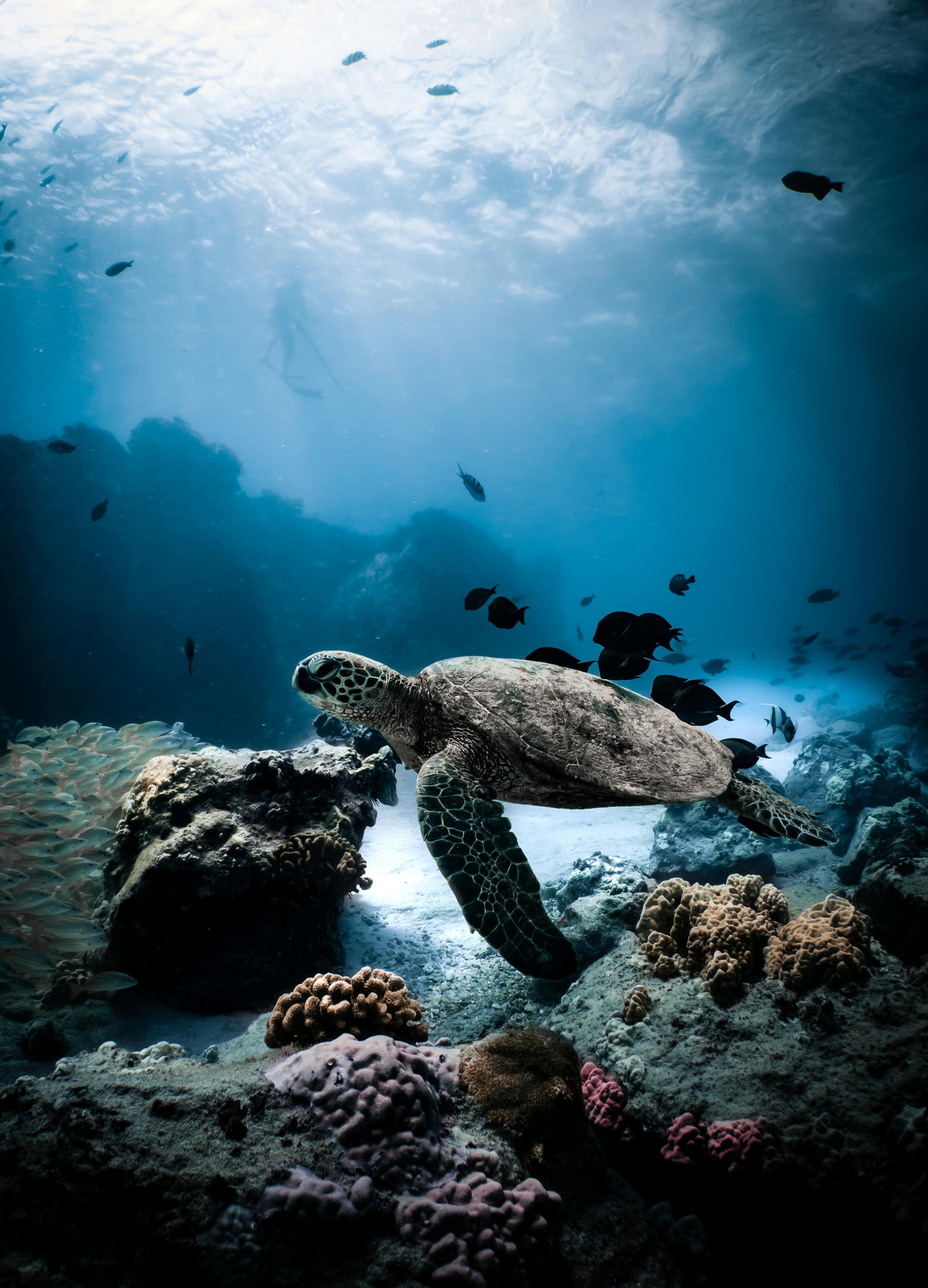 Sea Turtle Snorkeling Mirissa / Sri Lanka
